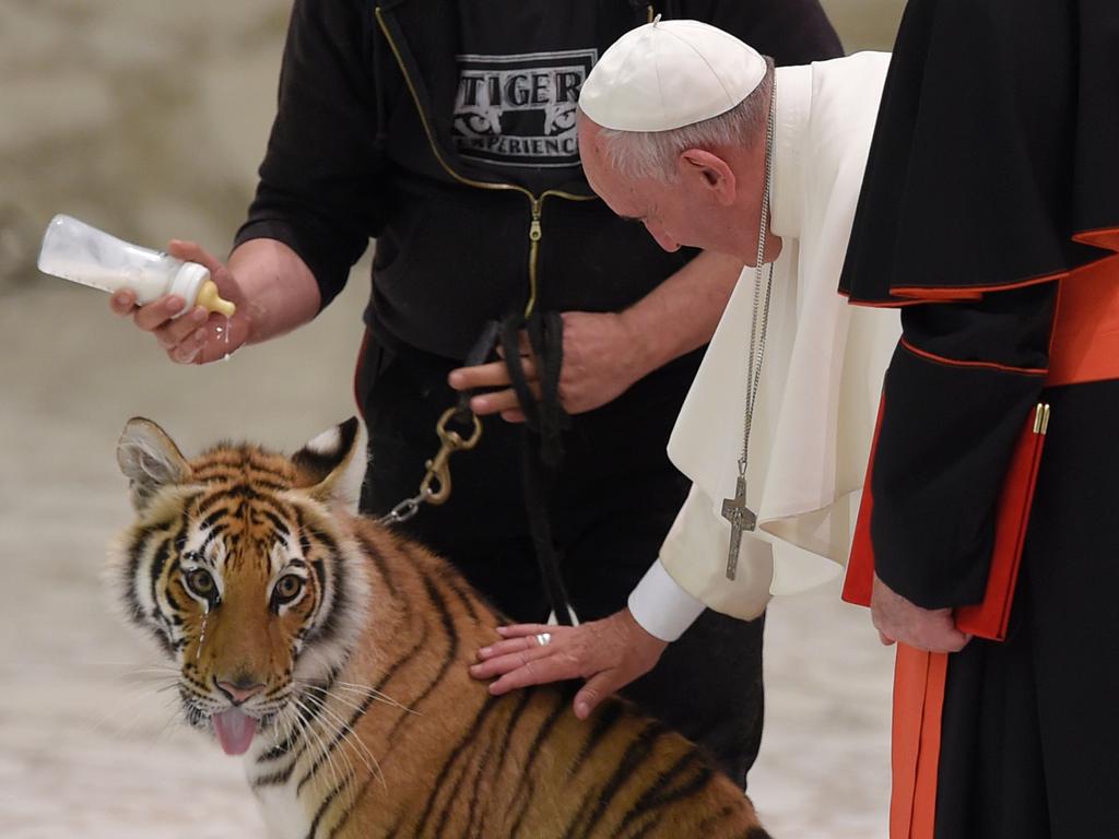 Pope Francis caresses a young tiger during a meeting with the participants in the Jubilee of the World of Travelling Shows at Paul VI audience hall on June 16, 2016 in Vatican. Picture: AFP