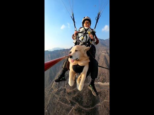 Golden retriever goes paragliding with its owner