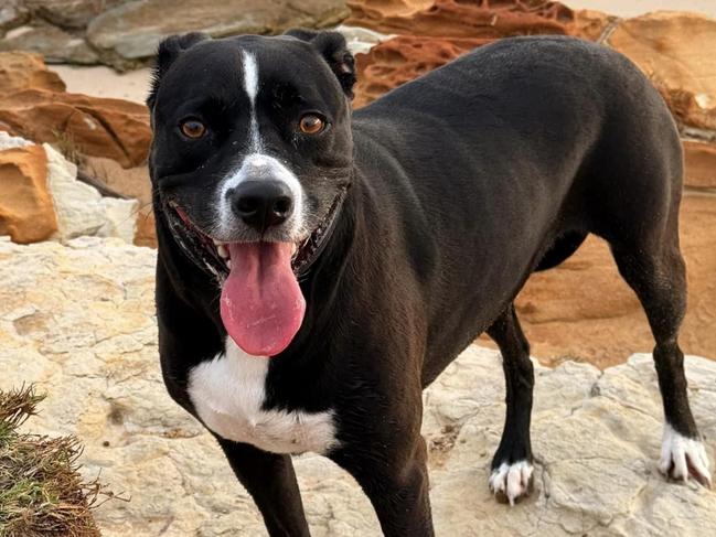 The North Shore Dog Beach at Mudjimba could be the next under threat by the Sunshine Coast Council.