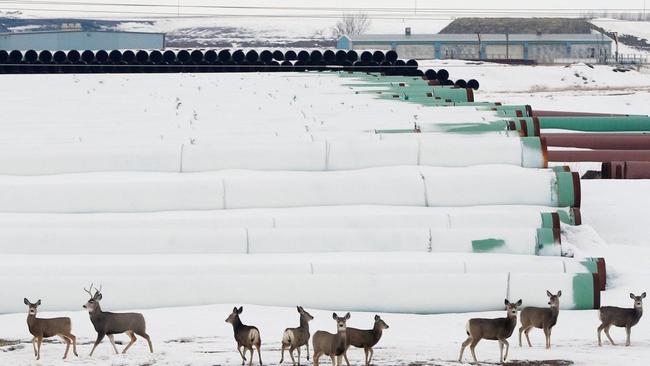 Deer gather at a depot used to store pipes for TransCanada Corp.'s planned Keystone XL oil pipeline. Picture: Reuters