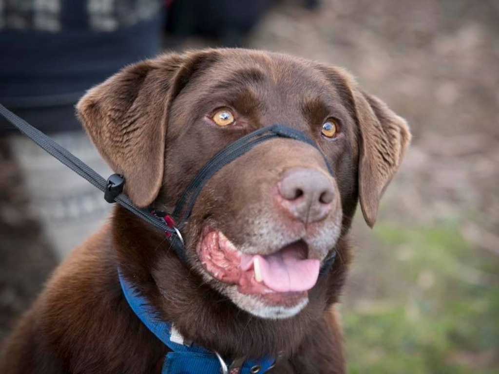 TAS: Dogs of Oz: Andrea Sturges -The gift that keeps on giving. Eddieliscious is a chocolate drop of Labrador love. I would be lost without him now.