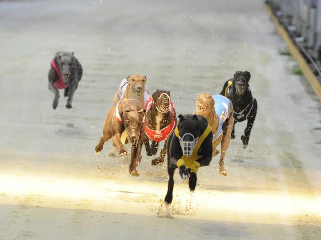 Winner of the 'Congratulations Sonia & Warren' 407 metre race was 'Macie Boots' at the Grafton Greyhound Race Track on Saturday, 27th September, 2014. Photo Debrah Novak / The Daily Examiner