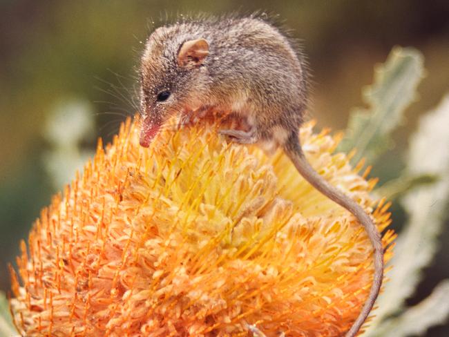 The Honey-Possum is a key pollinator for the uniquely Australian banksia flower. Picture: Ross Bray