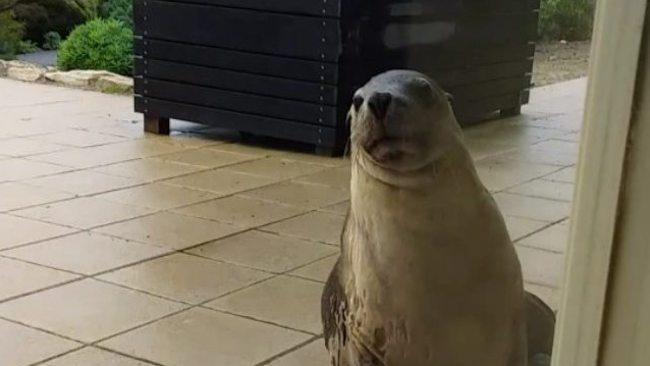 Curious Sea Lion Loiters Outside Door on Kangaroo Island