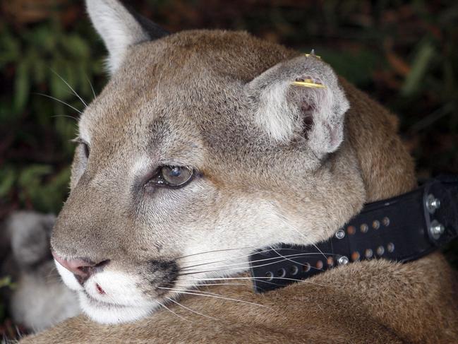 A captured male cougar looks out of his cage in Discovery Park in Seattle, Sunday, Sept. 6, 2009. The cougar apparently lived in Seattle for more than two weeks and forced the city's largest park to close was captured early Sunday and returned to the wild, state wildlife officials said. The cougar was immobilized with a tranquilizer in Discovery Park after hunting dogs treed it, Department of Fish and Wildlife Capt. Bill Hebner said. (AP Photo/Kevin P. Casey)