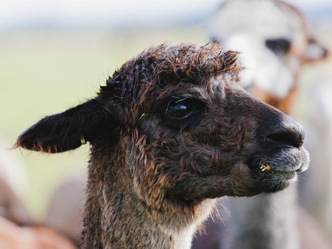 Alpaca Show Preview Shane CareyShane Carey runs Malakai Alpaca Stud and is exhibiting alpacas to next weekends Royal Melbourne Alpaca Show. Photo by Chloe Smith.