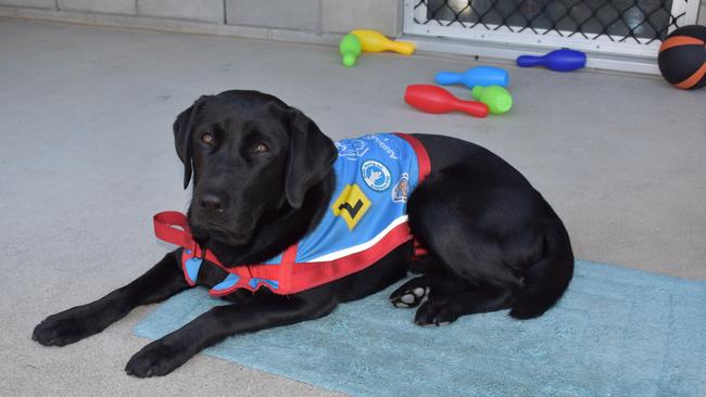 Therapy Dog Kiki who has been trained by one of the prisoners