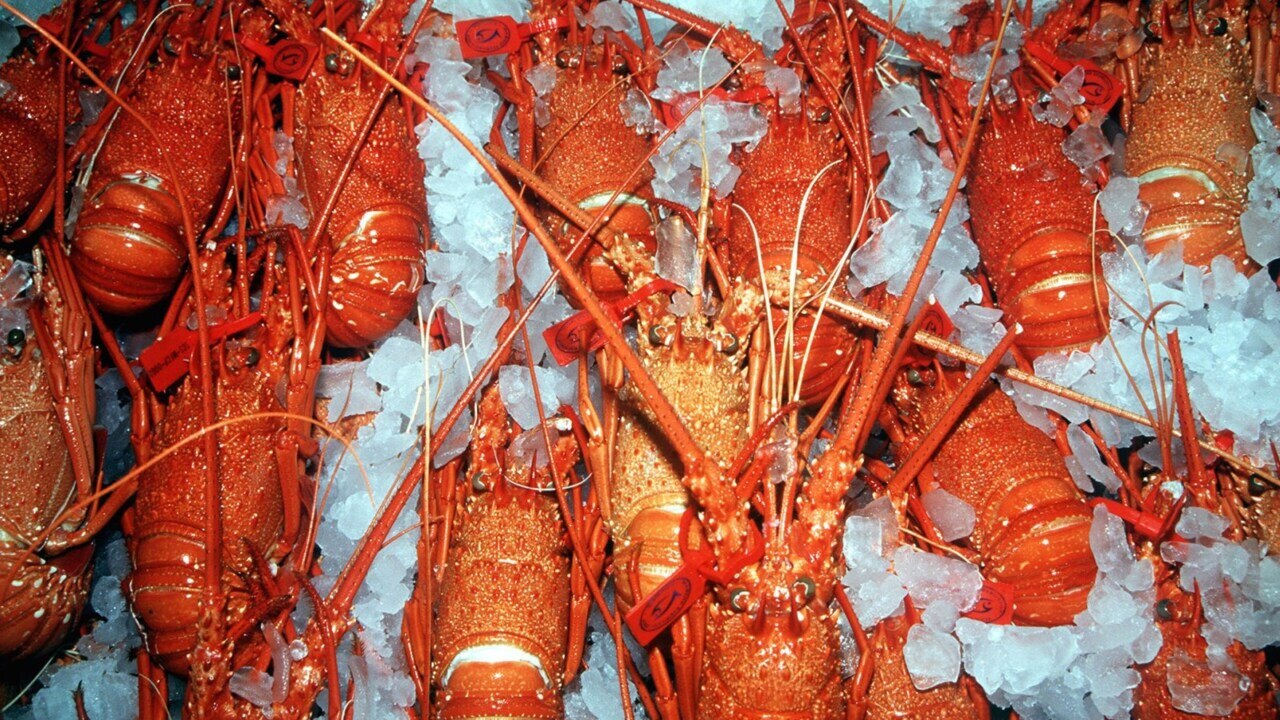 Seafood exports from Tasmania’s  million lobster industry could be buoyed