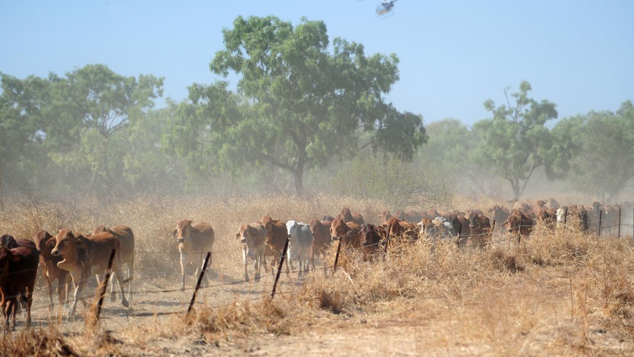 Cattle muster at Delta Downs Station, 40km from Normanton. Helicopter pilot Lockie Tremain-Hill helps muster cattle near Delta Downs homestead.
