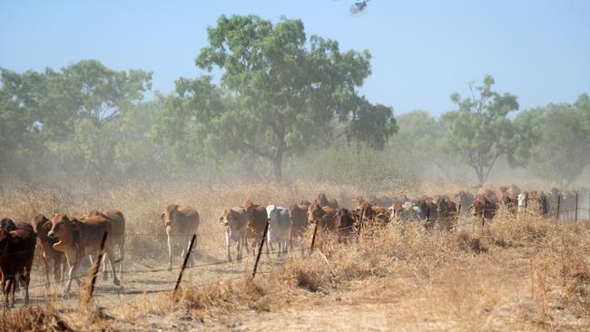 Cattle muster at Delta Downs Station, 40km from Normanton. Helicopter pilot Lockie Tremain-Hill helps muster cattle near Delta Downs homestead.