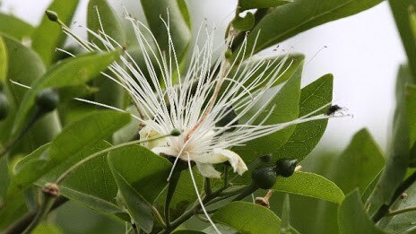 Capparis lucida.