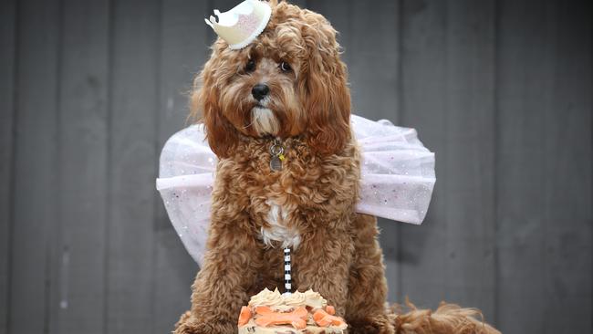 Pampered pooch Luna in a birthday party outfit. Picture: David Caird