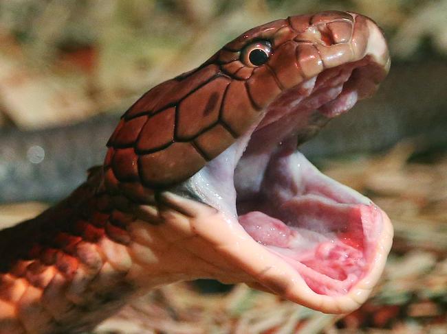 A King Cobra snake is fed a rat during feeding time at Australian Reptile Park on the Central Coast of NSW. The Cobra appears to yawn after swallowing the rat whole.