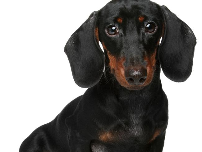 Miniature Dachshund. Picture: Supplied