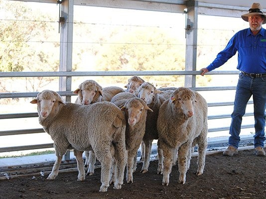 Mark Murphy of Karbullah Poll Merinos with some rams.