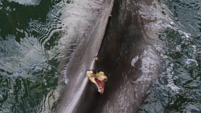 Port River dolphin Oriana was discovered injured near Garden Island last month. Picture: Jenni Wyrsta