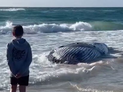 A whale has washed up at Tallow Beach, Byron Bay on Wednesday. Picture: Ava Turnbull