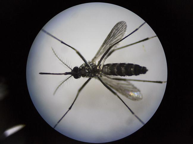 GUANGZHOU, CHINA - JUNE 21: An adult female mosquito is seen uder a microscope at the Sun Yat-Sen University-Michigan University Joint Center of Vector Control for Tropical Disease on June 21, 2016 in Guangzhou, China. Considered the world's largest mosquito factory, the laboratory raises millions of male mosquitos for research that could prove key to the race to prevent the spread of Zika virus. The lab's mosquitos are infected with a strain of Wolbachia pipientis, a common bacterium shown to inhibit Zika and related viruses including dengue fever. Researchers release the infected mosquitos at nearby Shazai island to mate with wild females who then inherit the Wolbachia bacterium which prevents the proper fertilization of her eggs. The results so far are hopeful: After a year of research and field trials on the island, the lab claims there is 99% suppression of the population of Aedes albopictus or Asia tiger mosquito, the type known to carry Zika virus. Researchers believe if their method proves successful, it could be applied on a wider scale to eradicate virus-carrying mosquitos in Zika-affected areas around the world. The project is an international non-profit collaboration lead by Professor Xi Zhiyong, director of the Sun Yat-Sen University-Michigan University Joint Center of Vector Control for Tropical Disease with support from various levels of China's government and other organizations. (Photo by Kevin Frayer/Getty Images)