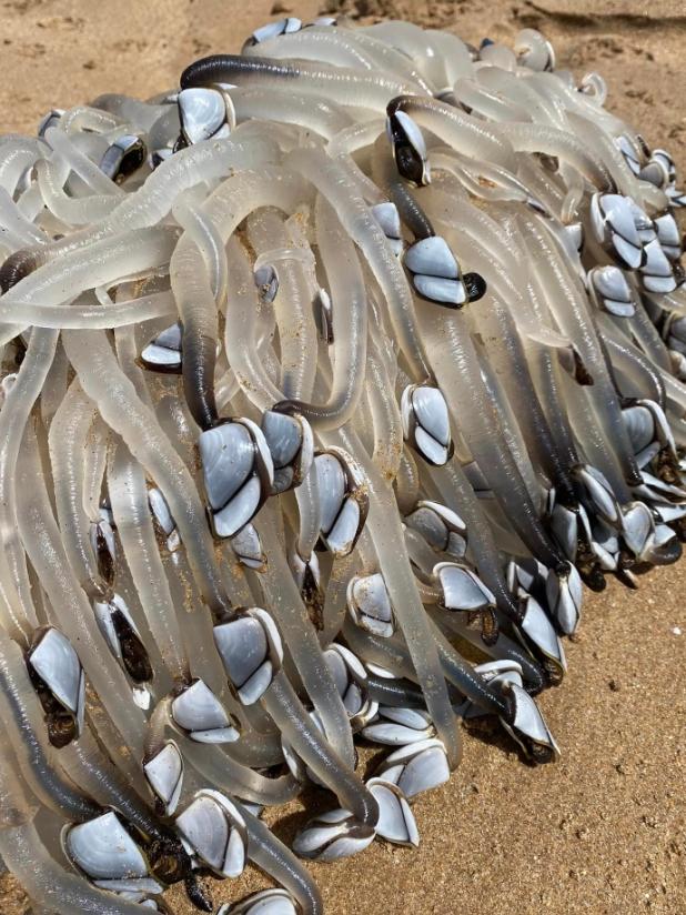 A pylon washed up at Port Elliot covered in goose barnacles or gooseneck barnacles they have a long jelly snake or Udon noodle like with the cockle on the end. Picture: Supplied