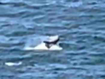 This is the heart-stopping moment a breaching whale landed on a kitesurfer off Sydney’s Northern Beaches. Photo: 9 News Sydney