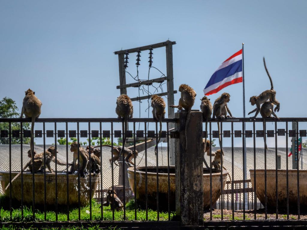 Longtail macaques in the town of Lopburi, 155km north of Bangkok, on June 21. Picture: Mladen Antonov/AFP