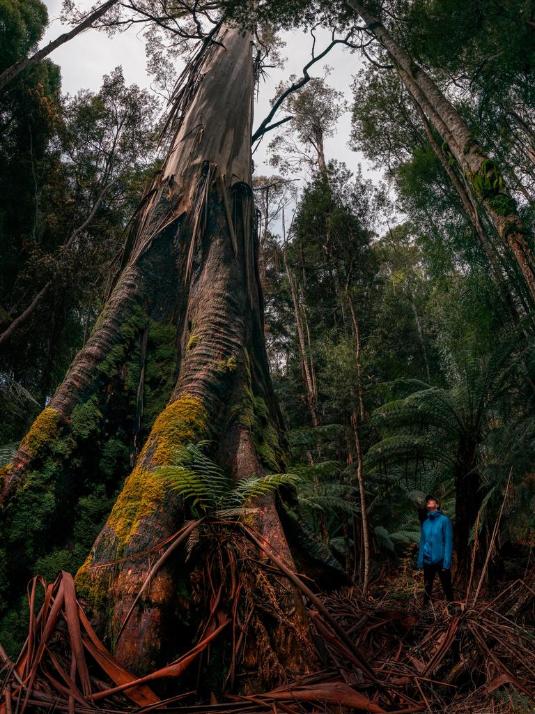 Blue Derby Wild says it will take its case to the High Court after it lost a battle to stop the Tasmanian government logging coupes near the well-loved mountain biking tracks. Picture: Daniel Van Duinkerken