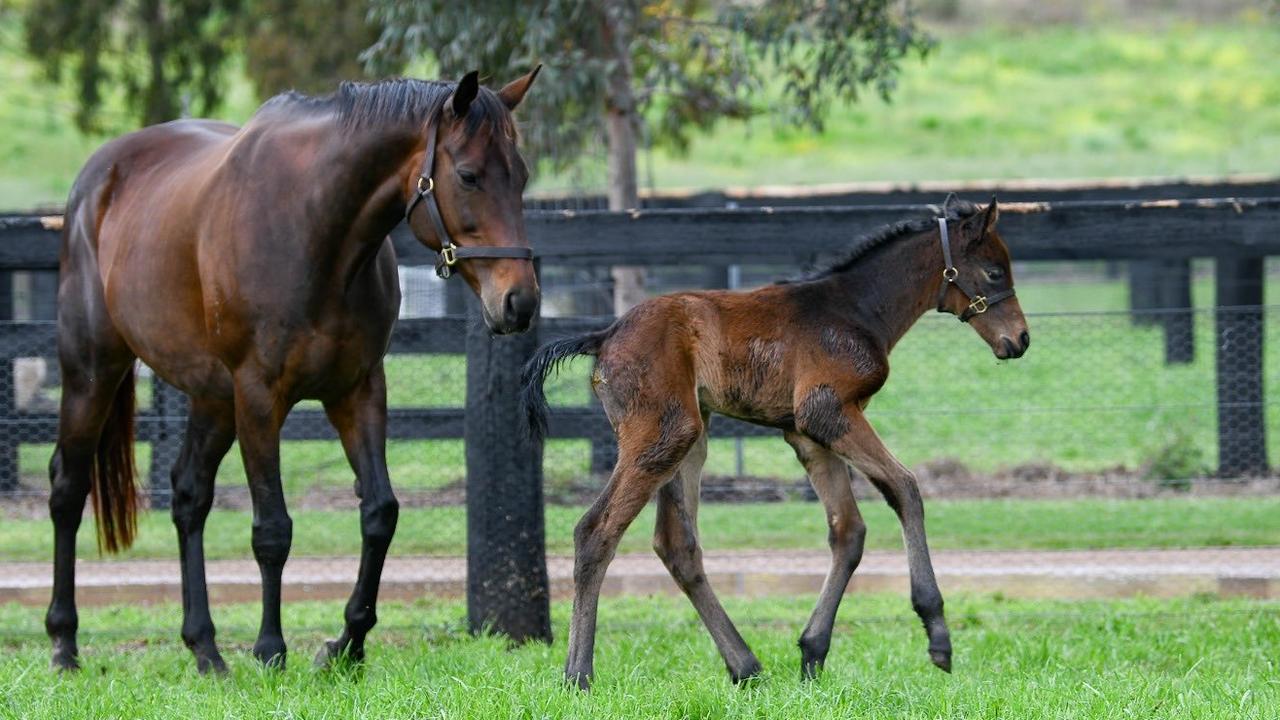 Champion mare Winx gave birth to a filly foal in the Hunter Valley. Picture: Supplied