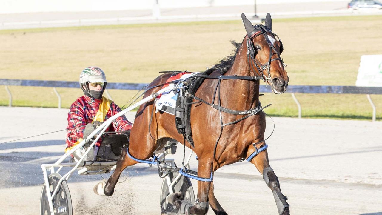 Fighter Command will make his comeback in the Paleface Adios Stakes at Menangle on Saturday night. Picture: Stuart McCormick