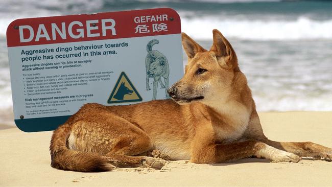 A child has been bitten by a dingo on K’gari.