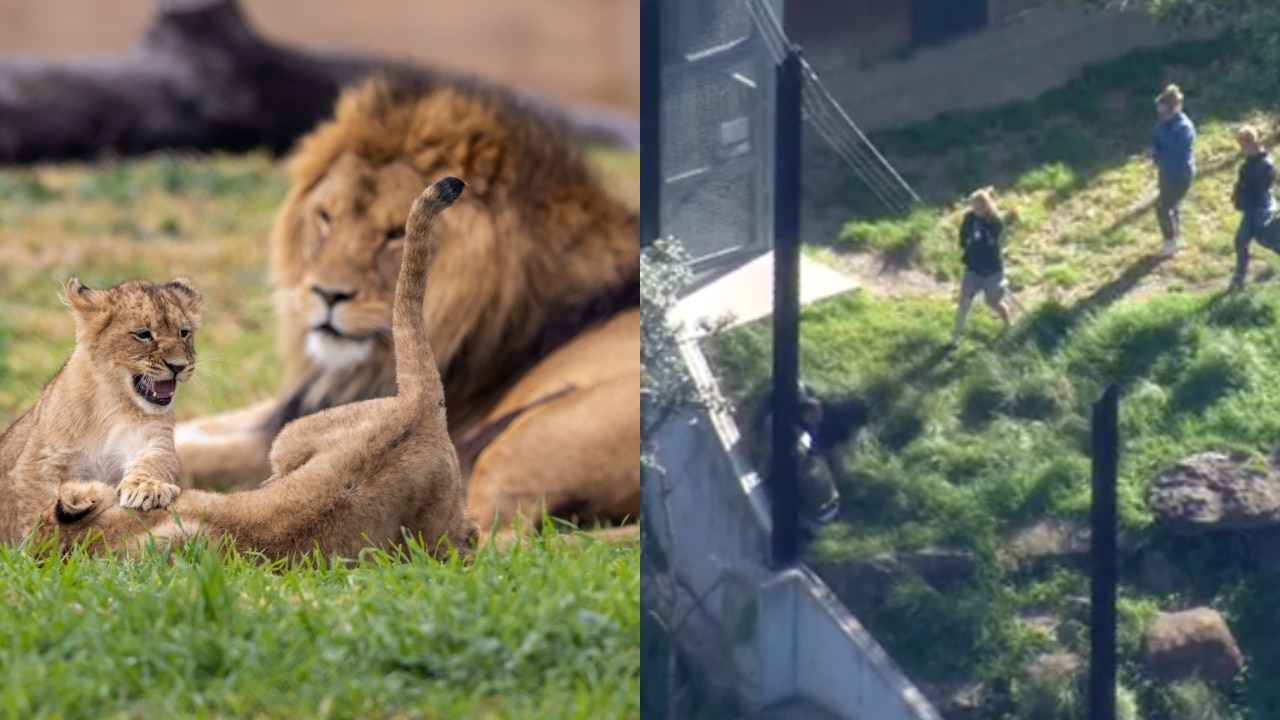 Police operation underway after five lions escaped their enclosure and