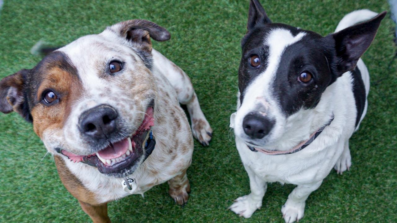 Meet the Coast’s adorable, adoptable duos