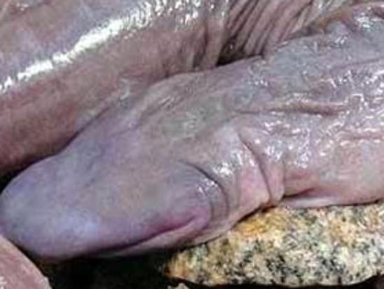 These animals will give you nightmares