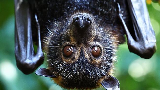 Queenslanders warned against handling injured or sick bats