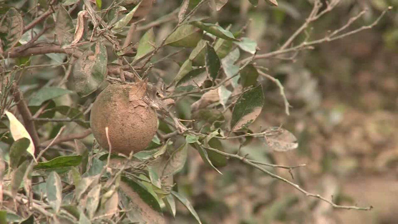 Harvest-ready crops wiped out by Valencia floods, says farmer