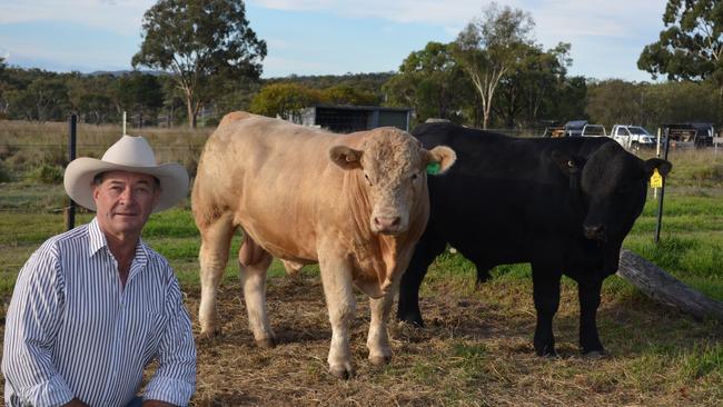 David Bondfield with the Charolais and Ultrablack bulls. Photo: Amy Kadel / NRM