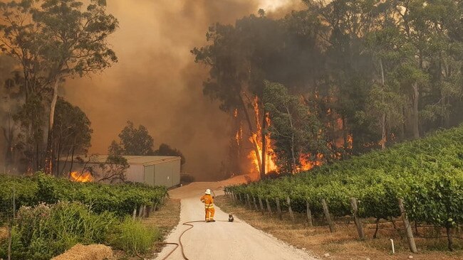 A CFS volunteer with a koala by their side as fire rages through the Adelaide Hills. Photo: Eden Hills CFS / Facebook.