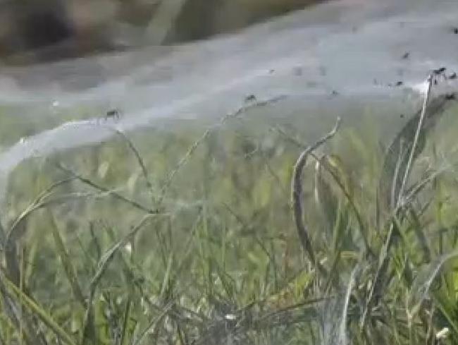 Spider problem ... millions of tiny spiders are crawling through the giant web. Picture: WMC Action News 5