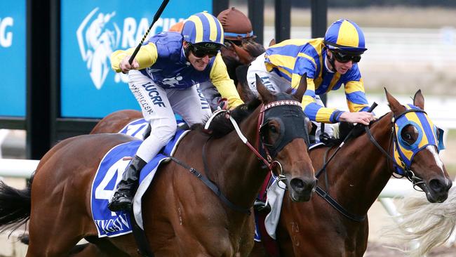 Tooleybuc Kid could be a big improver at Moonee Valley on Saturday. Picture: Mark Dadswell
