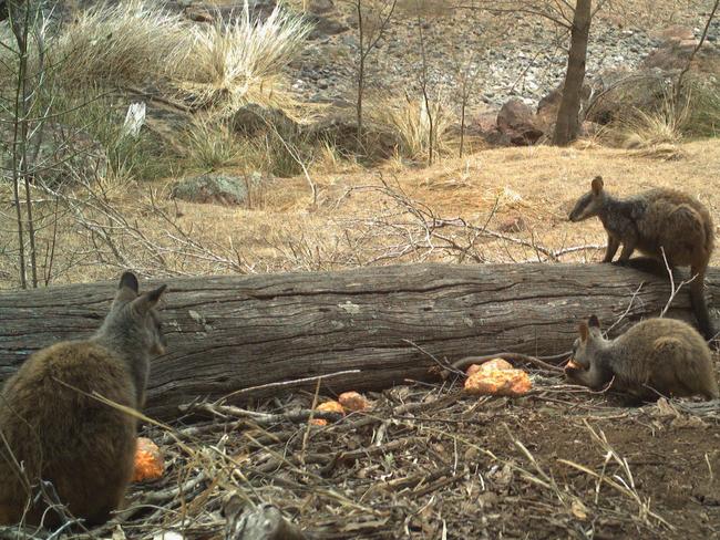 Munch time. Wallabies recorded on hidden cameras eating food supplied for them.