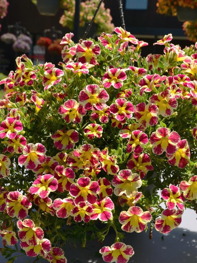 Calibrachoa Colibri ‘Abstract Guava’