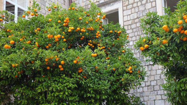 Orange trees in Dubrovnik.