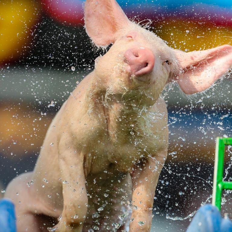 The diving pigs thrill at People’s Day at the Darwin Show. Picture GLENN CAMPBELL