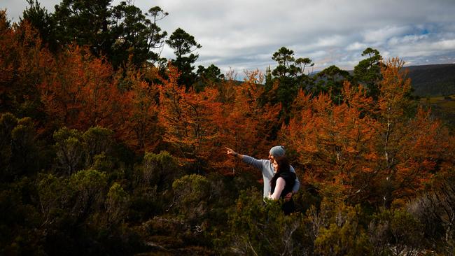 Fagus at Cradle Mountain. Picture: James Burke