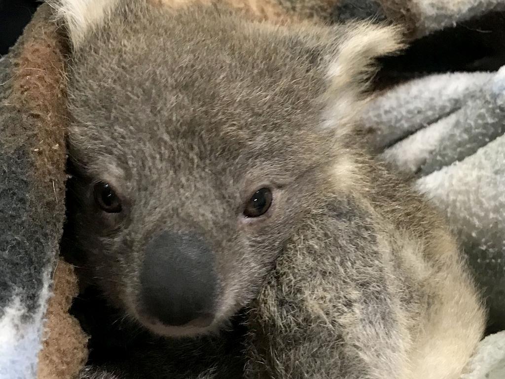 Lost baby koala cuddles up with golden retriever to stay warm: Photo ...