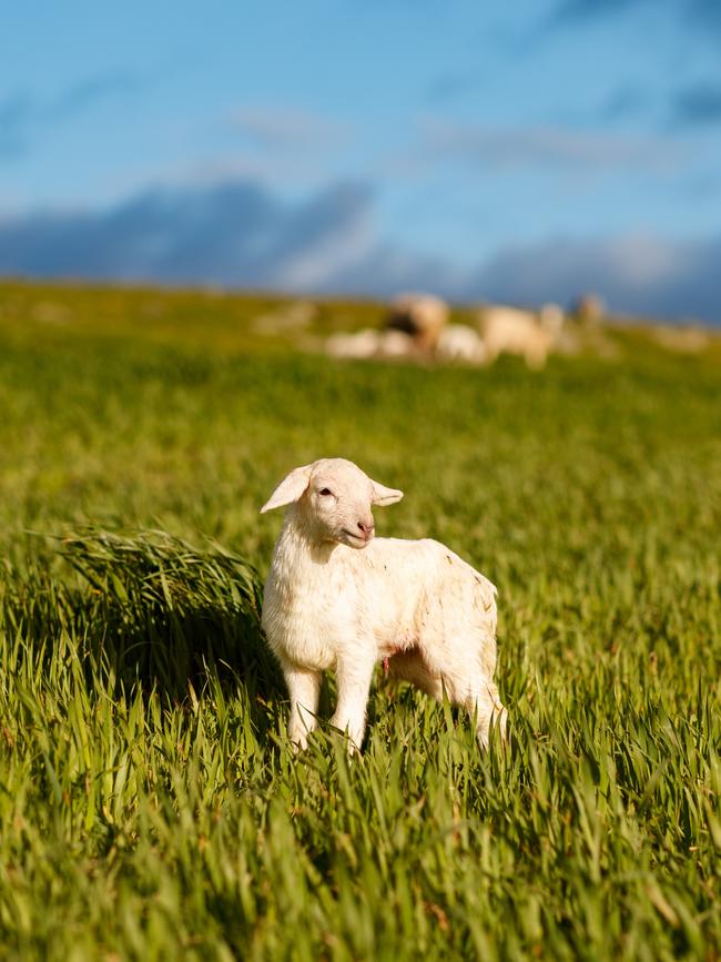 One of the lambs. Picture: Matt Turner