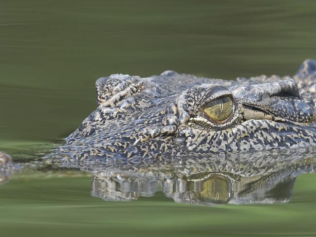 Saltwater crocodile eyeballs a boat on the Mary River. Picture: Amanda Parkinson