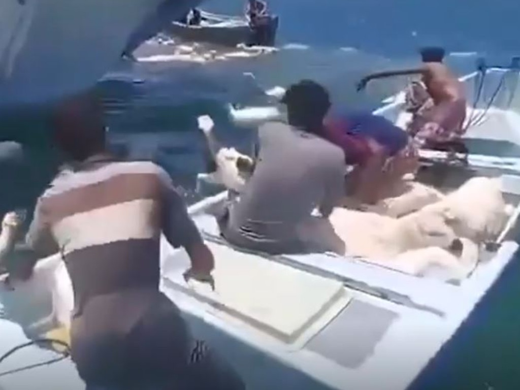 Local fishermen desperately tried to save them. Picture: Viral Press