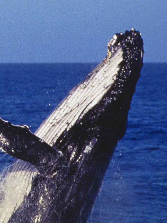 Whales outside Sydney Harbour. Picture: Captain Cook Cruises.