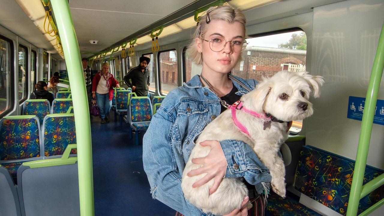 can dogs go on public transport