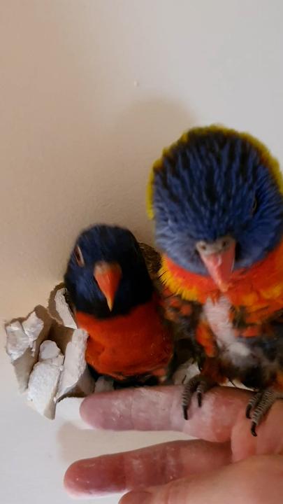 Lorikeets trap themselves inside home's wall